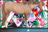 Horse Color:White Spotted Brown Pearl Appaloosa 