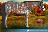 Horse Color:Bay Sabino Rabicano and Liver Chestnut Sabino