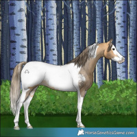 Horse Color:Buckskin Splash Tobiano Appaloosa 