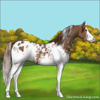 Horse Color:White Spotted Red Roan Splash Appaloosa 