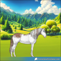 Horse Color:White Spotted Chestnut Splash Appaloosa 