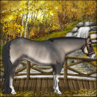 Horse Color:Blue Onyx Rabicano