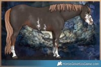 Horse Color:Liver Chestnut Sabino Rabicano 