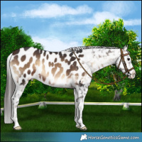 Horse Color:Brown Onyx Appaloosa Rabicano