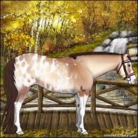 Horse Color:Sable Champagne Onyx Sabino Appaloosa