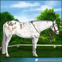 Horse Color:Brown Roan Onyx Appaloosa