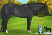 Horse Color:Black Rabicano 