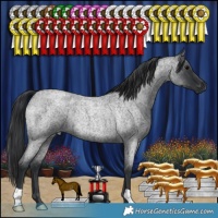 Horse Color:Blue Roan Rabicano 