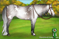 Horse Color:Gray White Spotted Brown Rabicano 