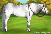 Horse Color:Gray White Spotted Brown 
