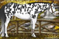 Horse Color:Black Splash Appaloosa 