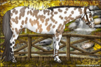 Horse Color:Buckskin Roan Leopard 