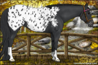 Horse Color:Black Appaloosa 