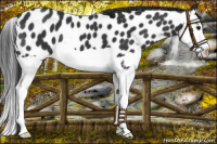 Horse Color:Black Splash Near Leopard 