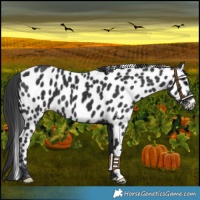 Horse Color:Black Appaloosa 