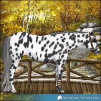 Horse Color:Black Appaloosa 