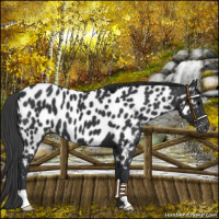 Horse Color:Black Near Leopard 