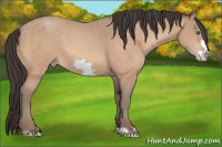 Horse Color:Amber Champagne Frame 