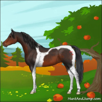 Horse Color:Brown Tobiano 