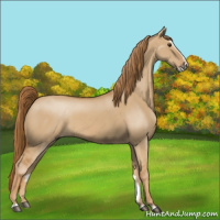 Horse Color:Red Dun Splash 