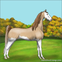 Horse Color:Red Dun Splash