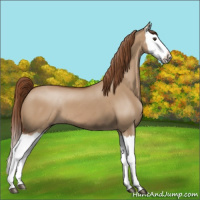 Horse Color:Red Dun Splash 