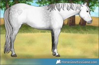 Horse Color:Gray Liver Chestnut 