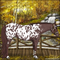 Horse Color:Chocolate Blue Roan Near Leopard 