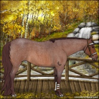 Horse Color:Chocolate Bay Roan
