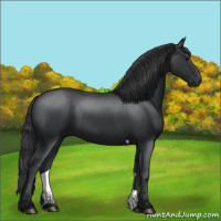 Horse Color:Black 