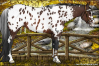 Horse Color:White Spotted Bay Sabino Appaloosa Rabicano 