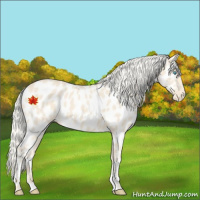 Horse Color:Cremello Appaloosa 