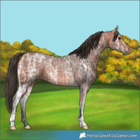 Horse Color:Bay Ice 