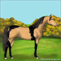 Horse Color:Void Buckskin Tobiano