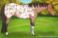 Horse Color:Unknown 