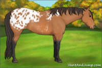 Horse Color:Unknown 