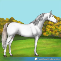 Horse Color:Liver Chestnut Appaloosa
