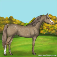 Horse Color:Chocolate Palomino Dun Appaloosa 