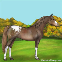 Horse Color:Liver Chestnut Appaloosa 