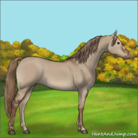 Horse Color:Liver Red Dun 