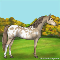 Horse Color:Chocolate Palomino Dun Appaloosa 