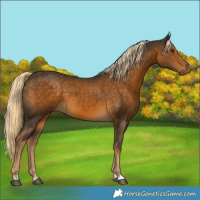 Horse Color:Chocolate Palomino 
