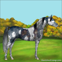 Horse Color:ERROR: UNKNOWN ANOMALY