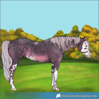 Horse Color:Silver Black Chinchilla Splash