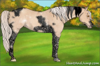 Horse Color:Void Silver Classic Champagne Tobiano Frame 