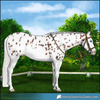 Horse Color:Silver Brown Sabino Splash Appaloosa 