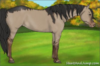 Horse Color:Liver Red Dun Appaloosa 