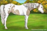 Horse Color:Silver Smoky Grullo Splash Tobiano Appaloosa Rabicano 