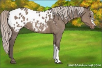 Horse Color:Silver Grullo Appaloosa 