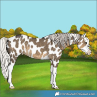 Horse Color:Silver Smoky Grullo Splash Appaloosa 